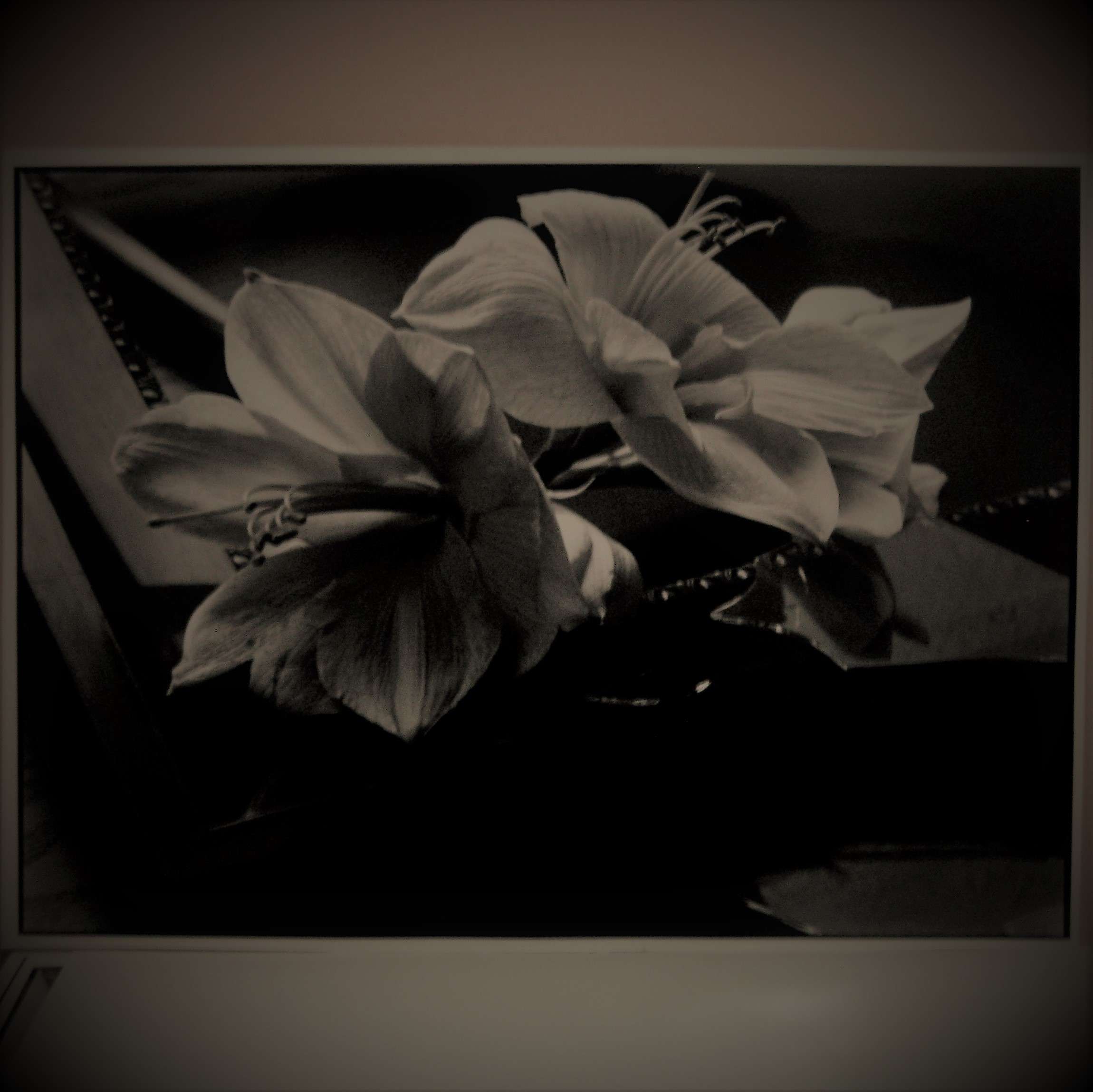 Stillife Black and white photography