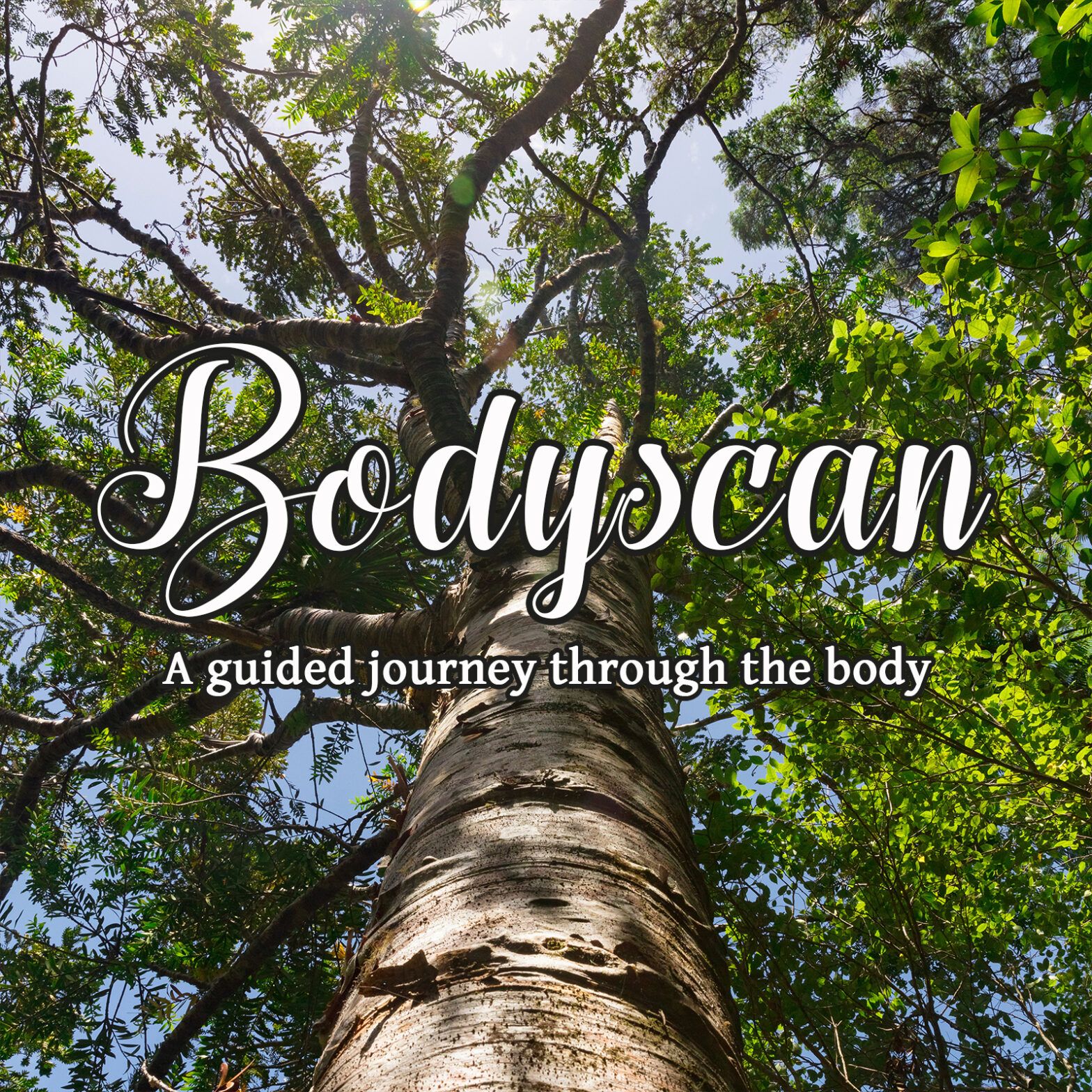 15min Bodyscan - a guided journey through the body - MBSR guided meditation -