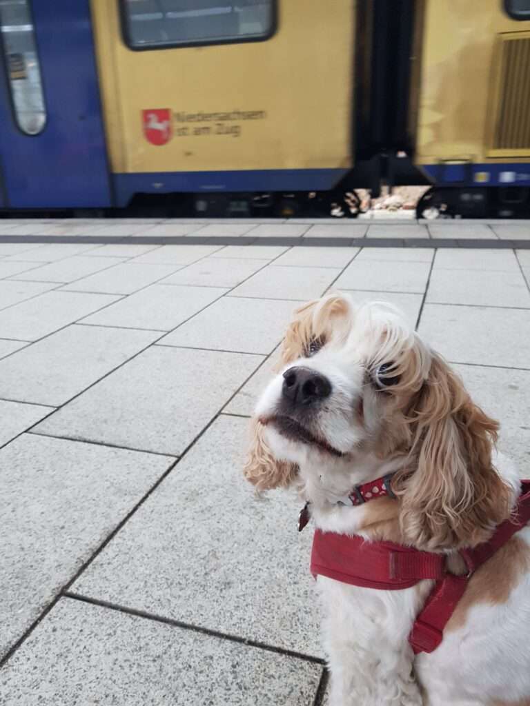 Hund am Bahnsteig