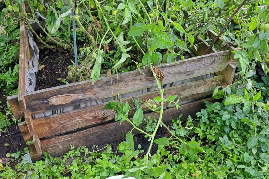 Tomatenbeet mit einer Schüssel davor in der bereits grüne tomaten liegen